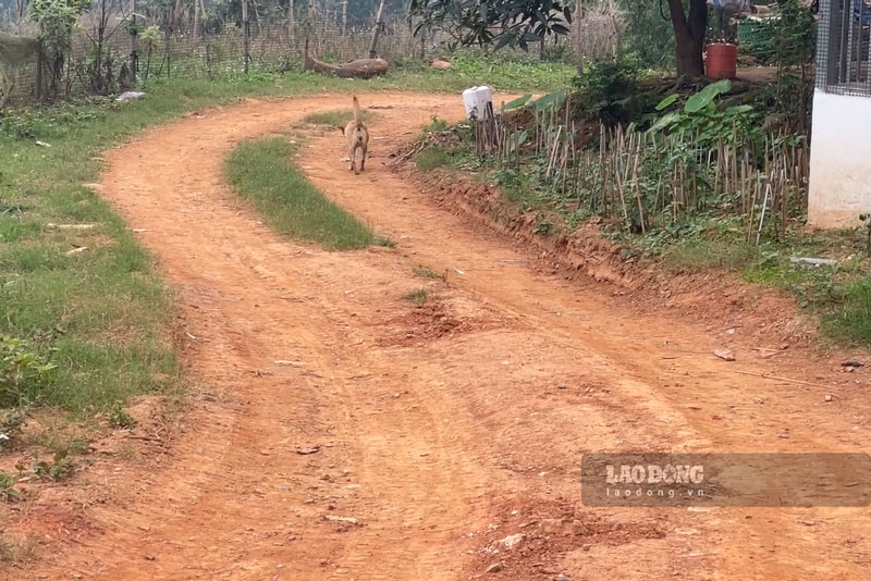 Con đường đất này sẽ sớm được bê tông hóa nhờ sự đồng thuận hiến đất của người dân các xã vùng cao Lào Cai. Ảnh: Đinh Đại