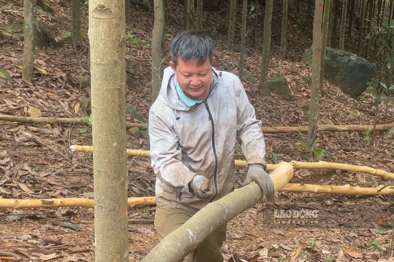 Người dân sau khi khai thác quế đã có đường lớn để vận chuyển. Ảnh: Đinh Đại