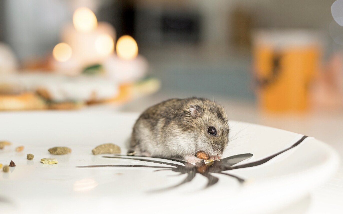 Insects, mice and wild animals can be harmful to health. Photo: Thuy Duong