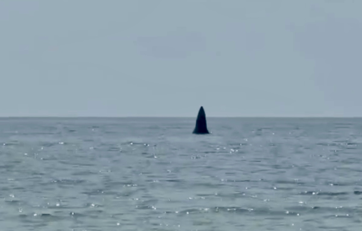 Cá voi xuất hiện trên biển Mũi Né. Ảnh: Xuân Tường