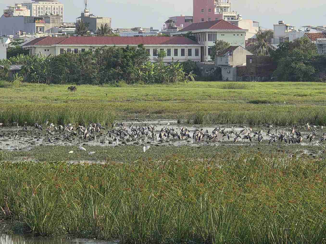 Un troupeau de cigognes rares qui doivent être protégées est apparu dans un champ à l'est de la province de Đắk Lắk. Photo: Quân Nguyễn