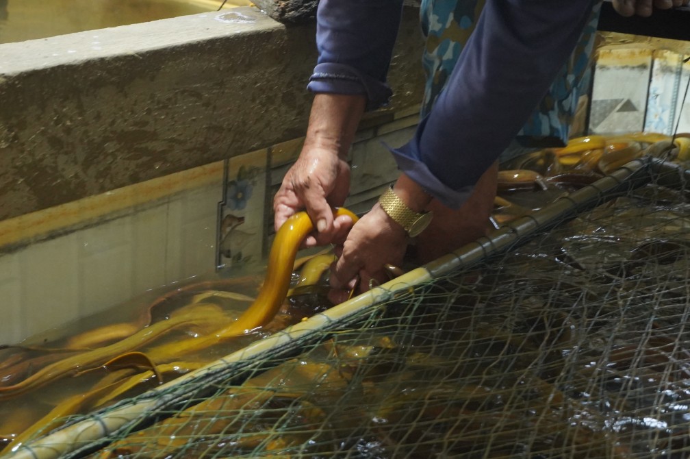 Gia đình ông Can có khoảng 6 tấn lươn đã quá thời gian xuất bán từ 2–3 tháng. Ảnh: Tạ Quang