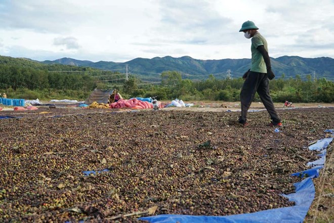 Nông dân phơi cà phê trong Cụm Công nghiệp Chư Păh. Ảnh: Thanh Tuấn