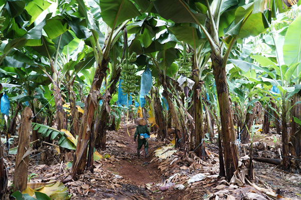 Người nông dân làm thuê cho doanh nghiệp, chăm sóc vườn chuối tại xã Lơ Pang. Ảnh: Thanh Tuấn 