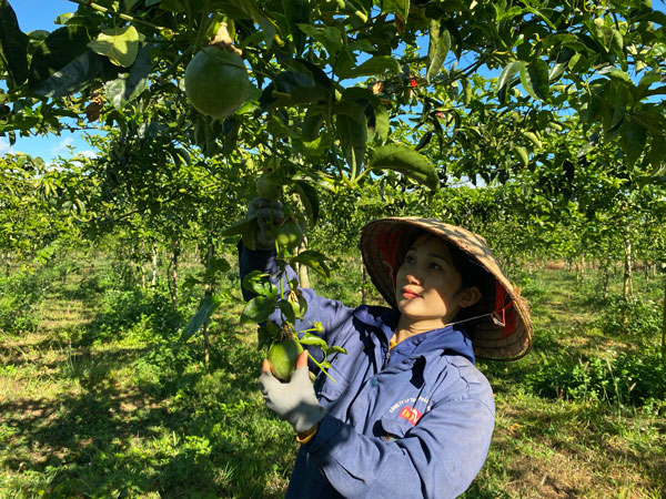 It is necessary to form a value chain, growing areas for export, and Gia Lai agriculture will develop sustainably. Photo: Thanh Tuan