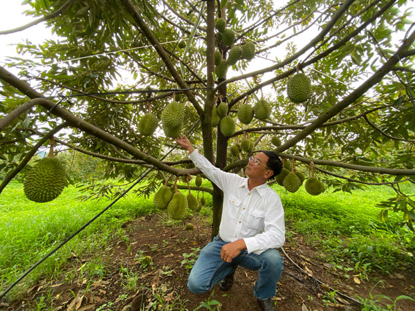 Cần định hướng để người dân trồng nông sản sạch, hữu cơ có giá trị xuất khẩu cao. Ảnh: Thanh Tuấn 