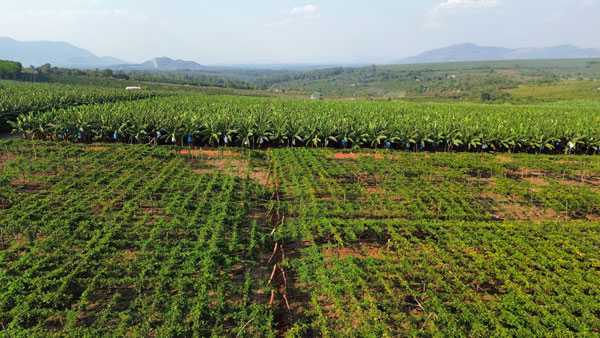 Quỹ đất nông nghiệp trù phú nhưng chưa khai thác hết tiềm năng, lợi thế. Ảnh: Thanh Tuấn 