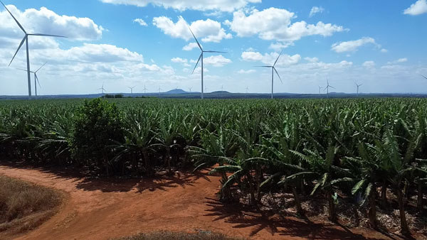 Cánh đồng chuối của doanh nghiệp thuê lại đất trồng để xuất khẩu. Ảnh: Thanh Tuấn 