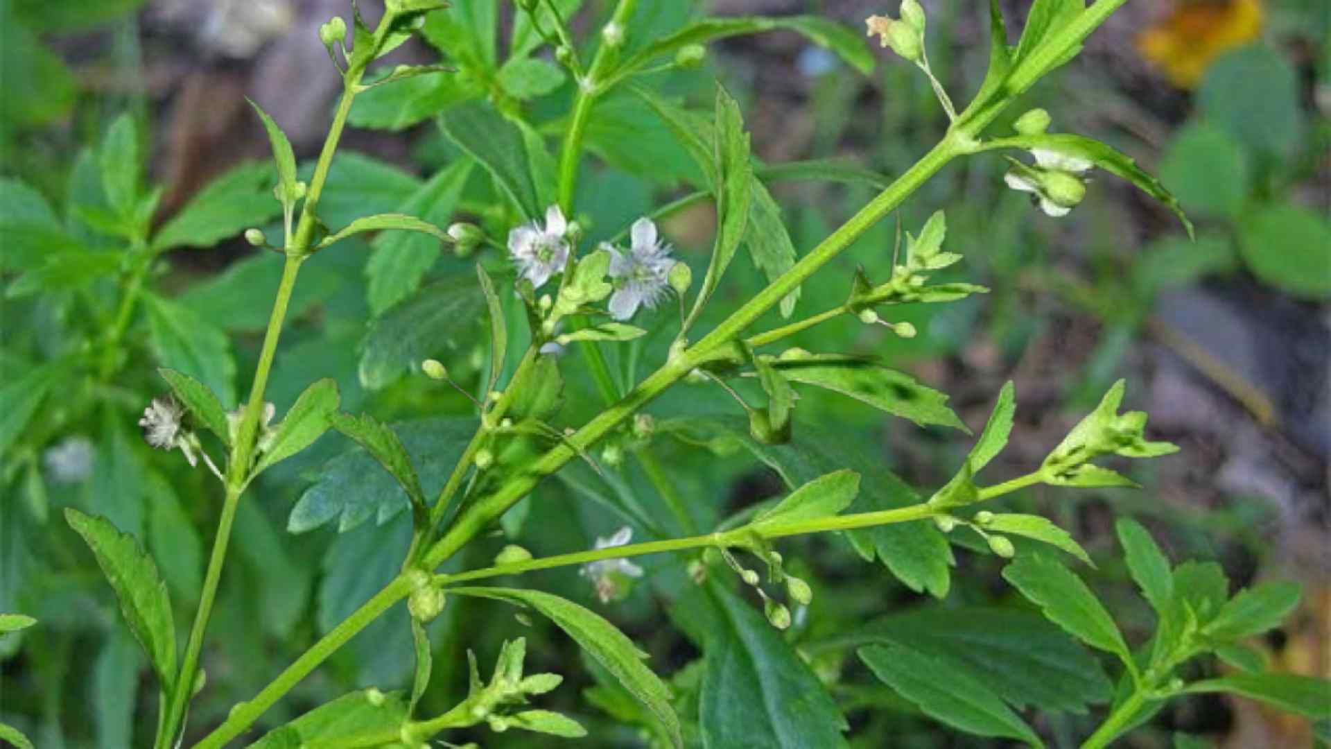 Licorice can help reduce blood sugar levels, improve blood sugar levels to be more stable. Graphic photo: Huong Son