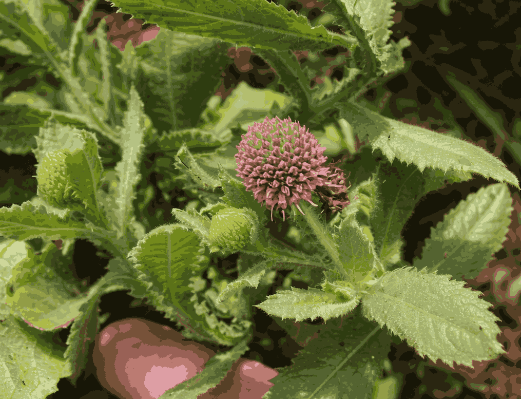 ホウレンソウは肝臓の解毒をサポートできる草本植物です。グラフィック写真:クアン・ミン.