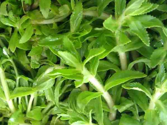 モロヘイヤは、簡単な調理法で腎臓をサポートする能力があります。写真:キエウ・ヴー