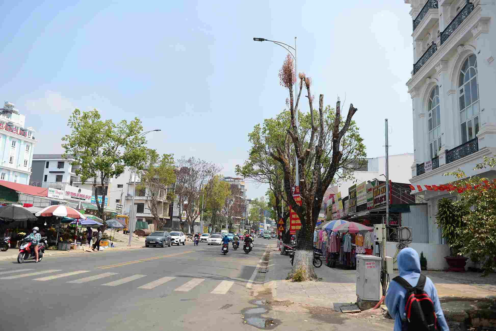 Nhiều cây long não trên đường Phù Đổng Thiên Vương bị chết khô. Ảnh: Phúc Khánh 