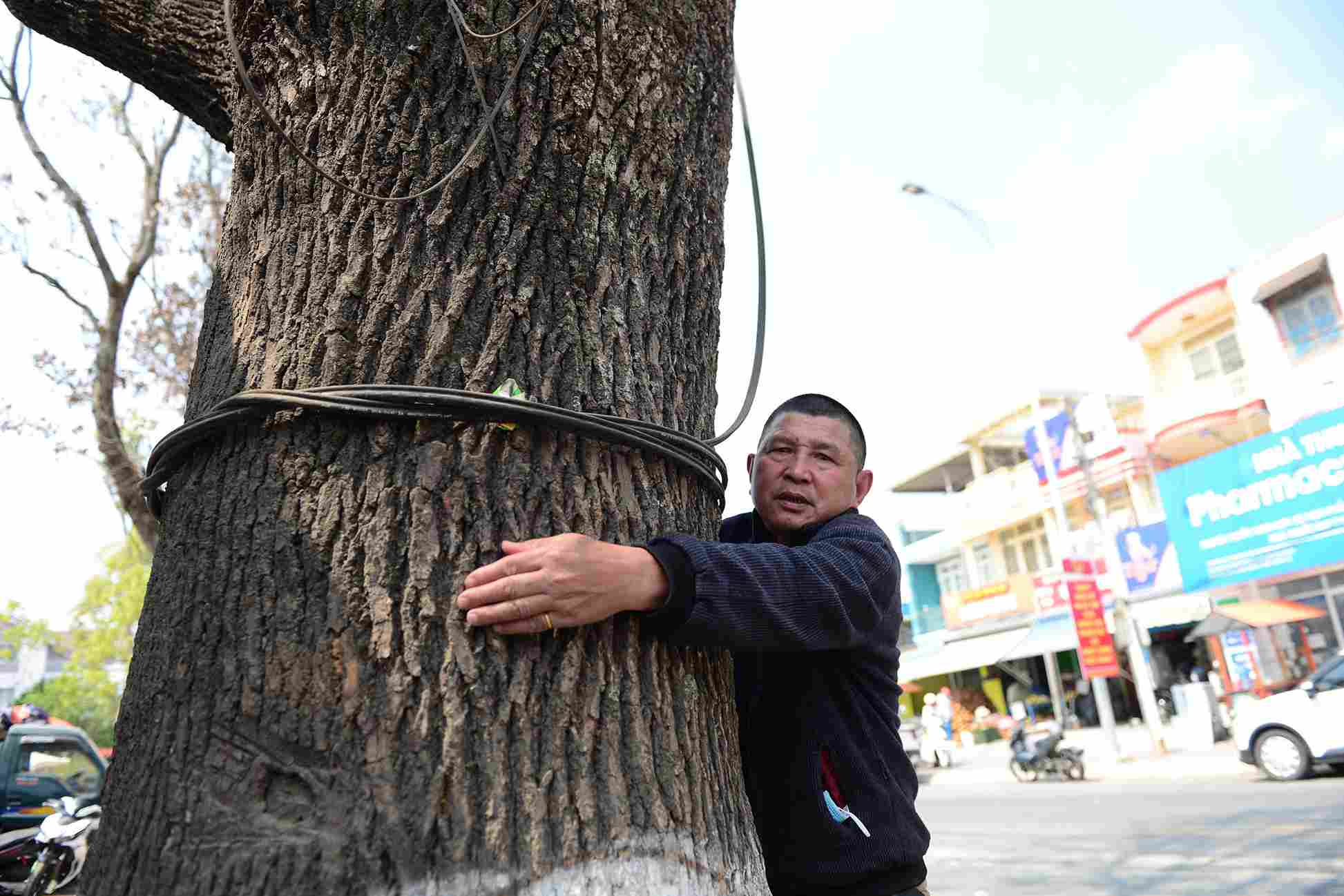 Initially, functional agencies determined that many brain fruit trees died due to the impact of road construction. Photo: Phuc Khanh