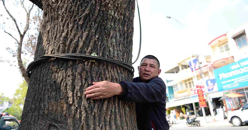 Đà Lạt: Hàng loạt cây hạnh nhân chết do thi công đường
