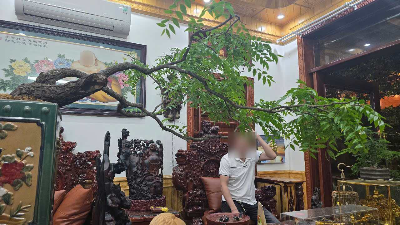 Rosewood trees are illegally exploited, natural forests are at risk of degradation. Photo: Dieu Anh