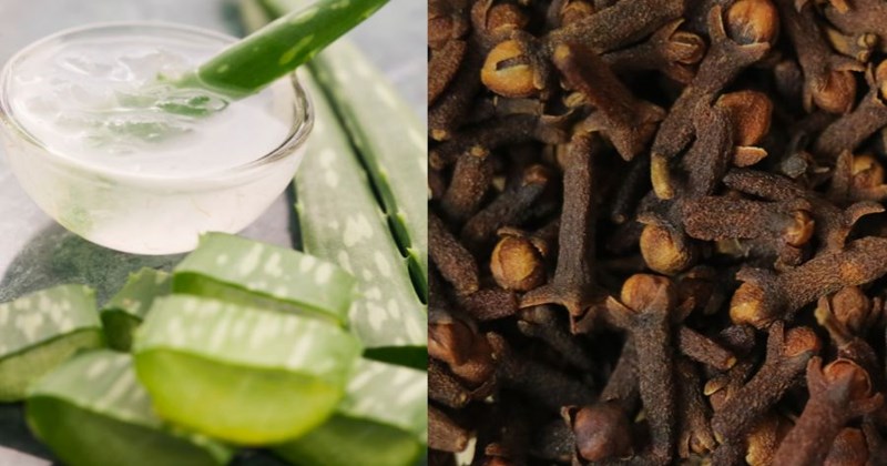 Hai loại thảo mộc quen thuộc giúp kiểm soát acid uric