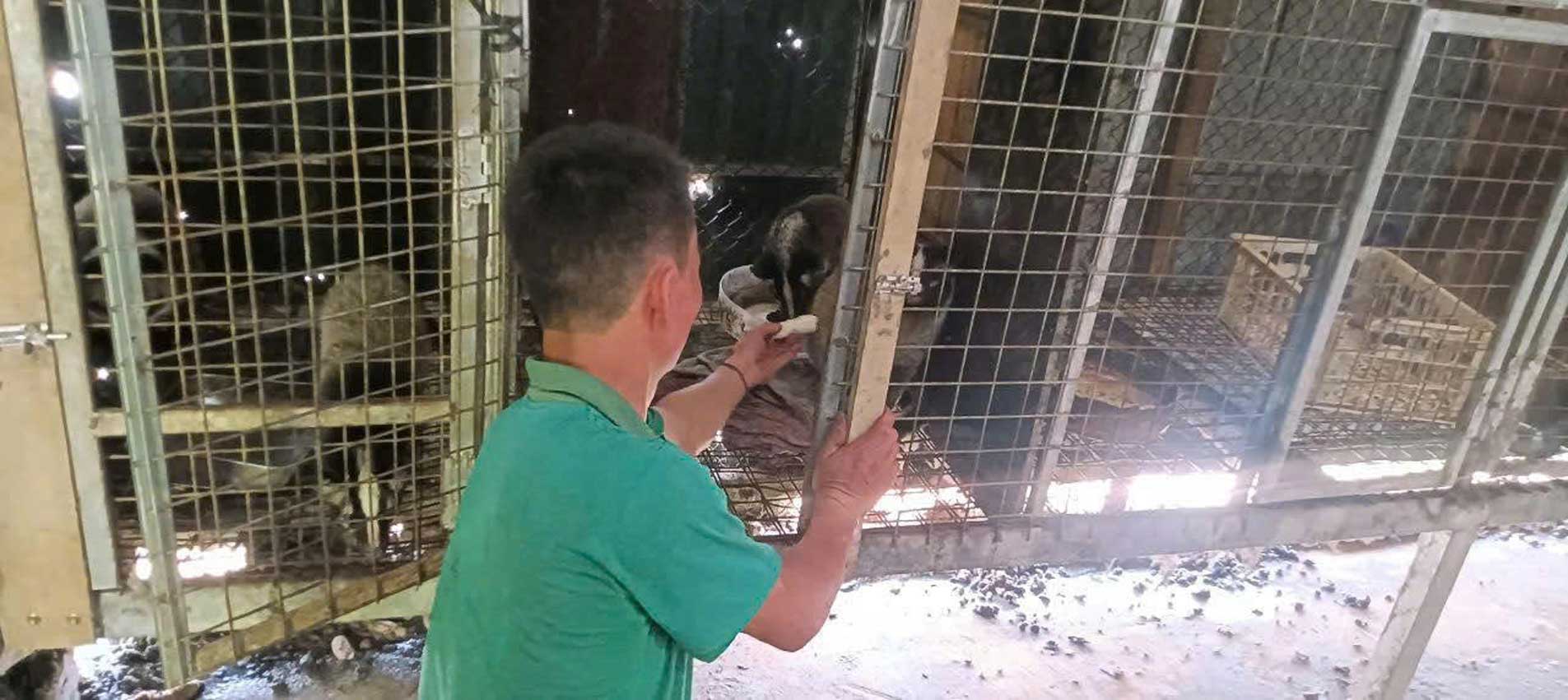  Anh Hù Láo San chăm sóc đàn cầy vòi mốc tại khu chuồng nuôi.