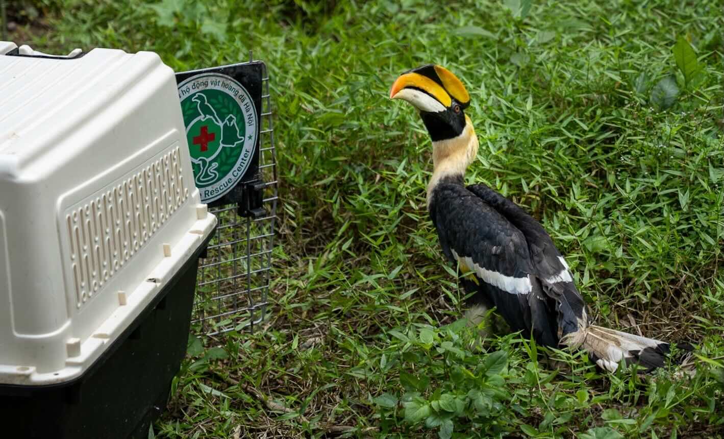 Wildlife released back to nature. Photo: Hang Chi Huy
