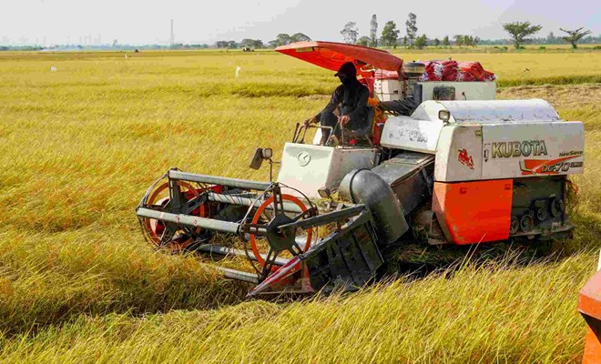 Rice prices in the Mekong Delta increased slightly, while rice prices remained stable, and the market gradually recovered. Photo: Phuong Anh