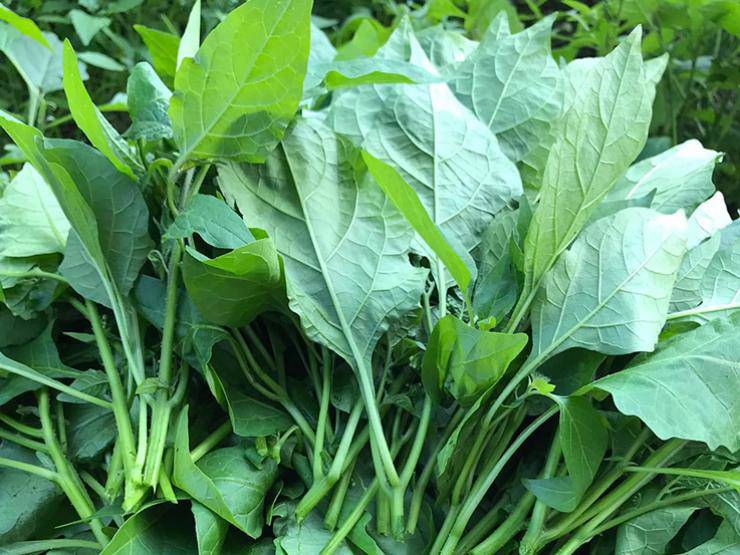 Pennywort helps eliminate uric acid effectively. Photo: Quang Minh