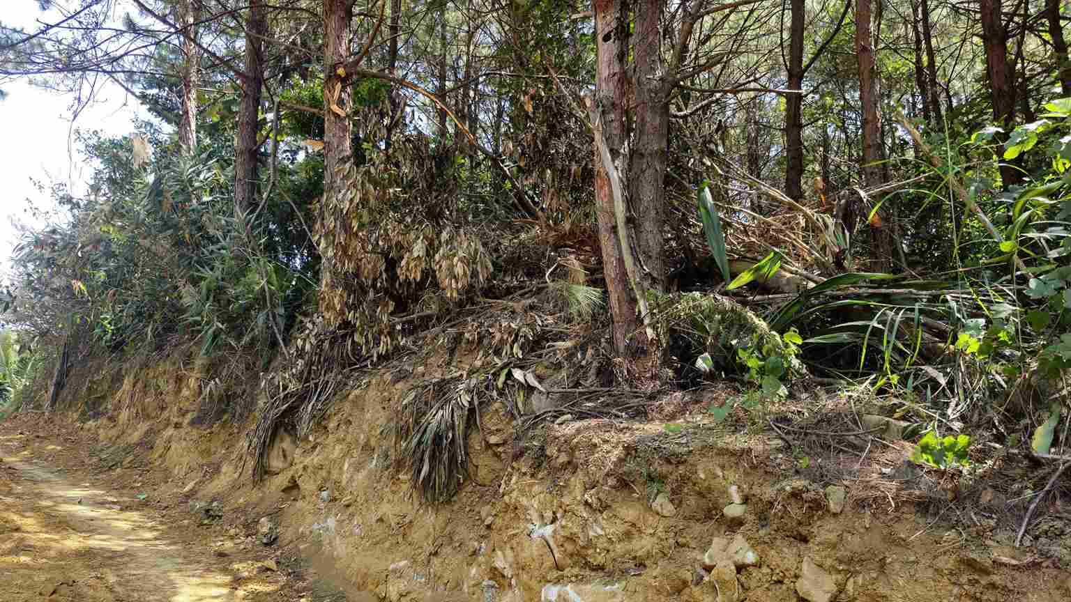 Las actividades de apertura de carreteras y excavación han afectado directamente a docenas de pinos. Foto: Phuc Khanh