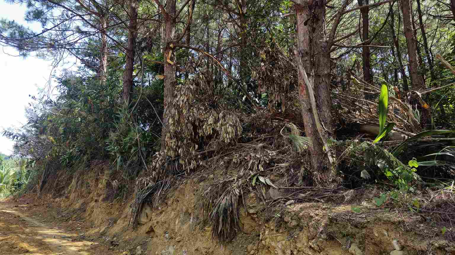 Việc đào múc, mở đường đang gây ảnh hưởng trực tiếp tới hàng chục cây thông. Ảnh: Phúc Khánh 