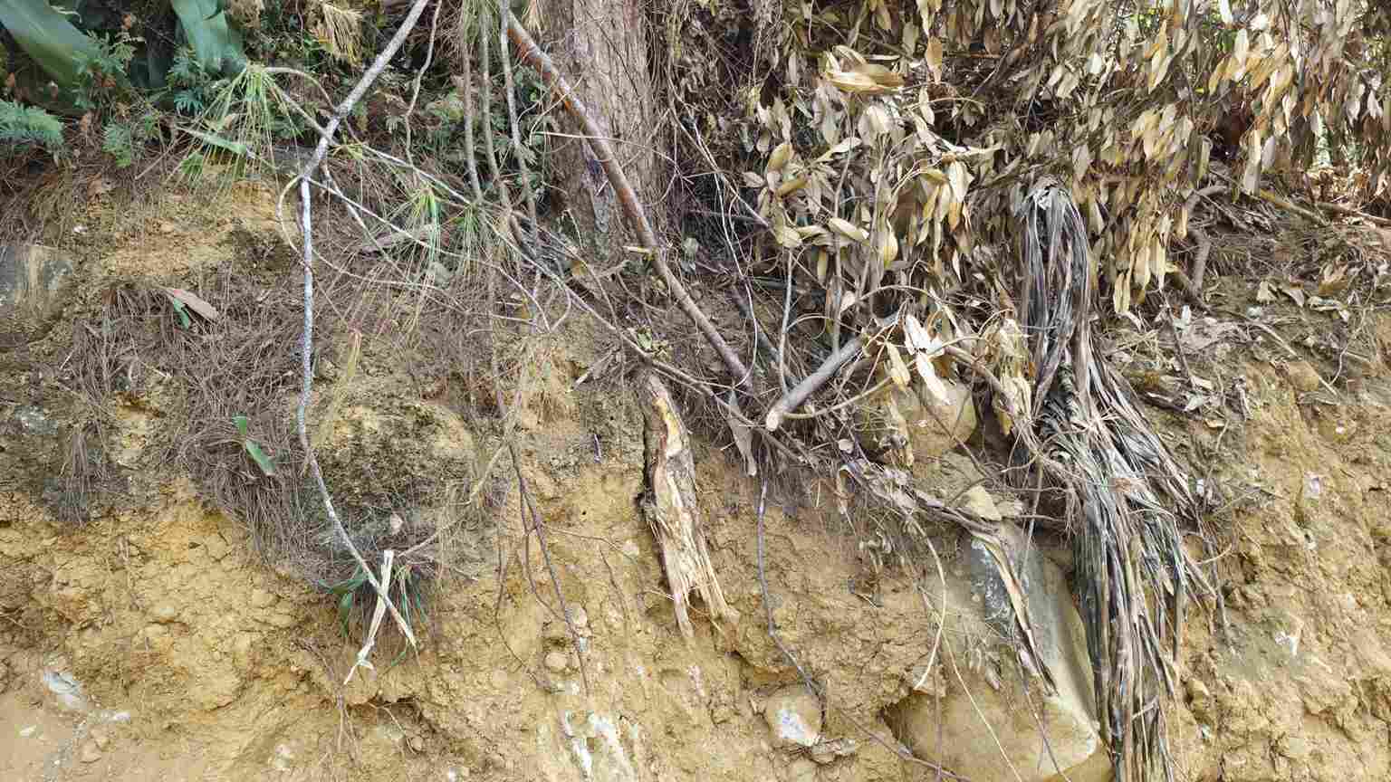 Một cây thông bị chắn rễ nằm cheo leo trên bờ taluy âm do việc đào múc mở đường. Ảnh: Phúc Khánh 