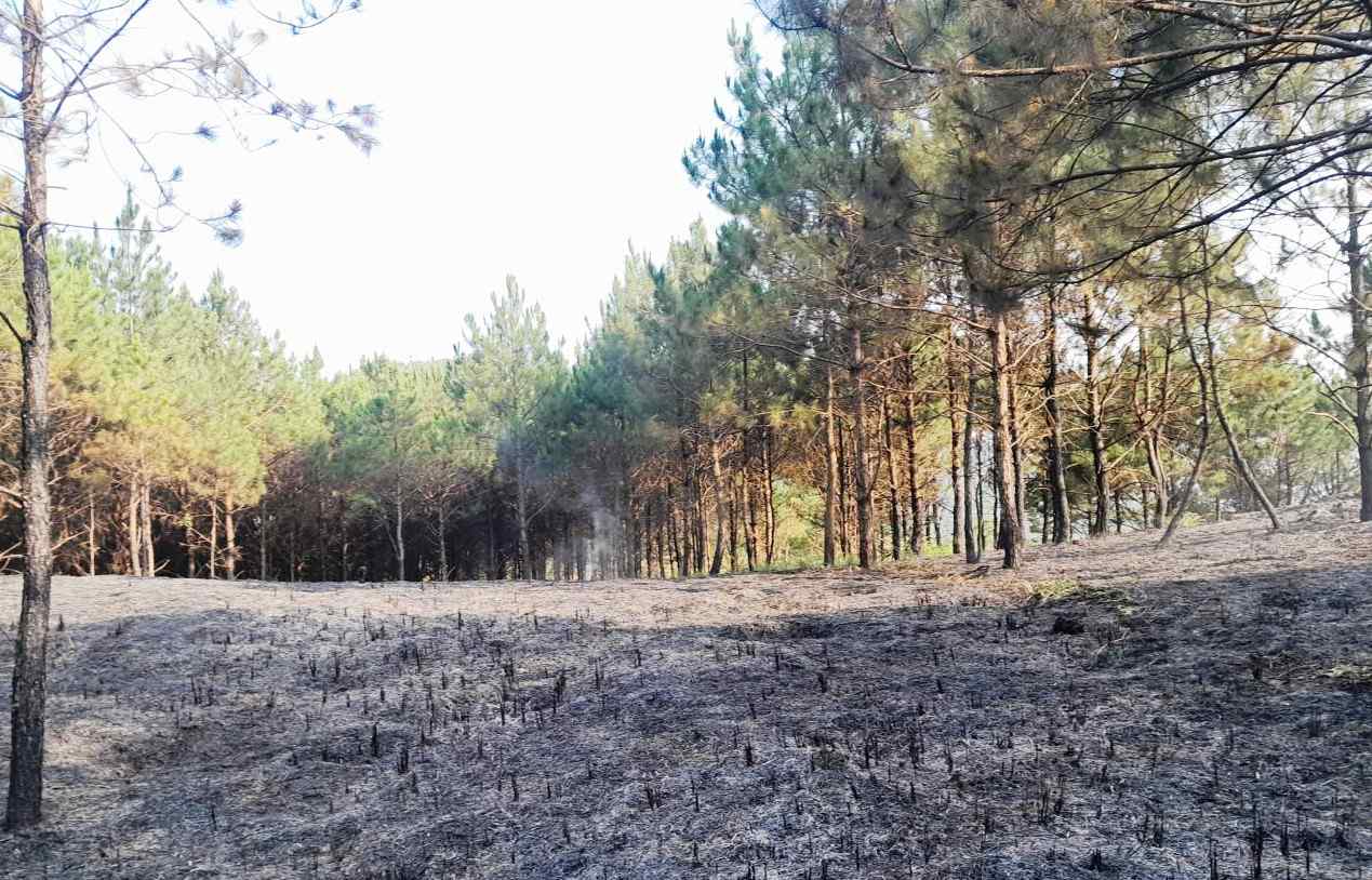 Đám cháy rừng được khống chế, dập tắt kịp thời. Ảnh: Phúc Khánh 