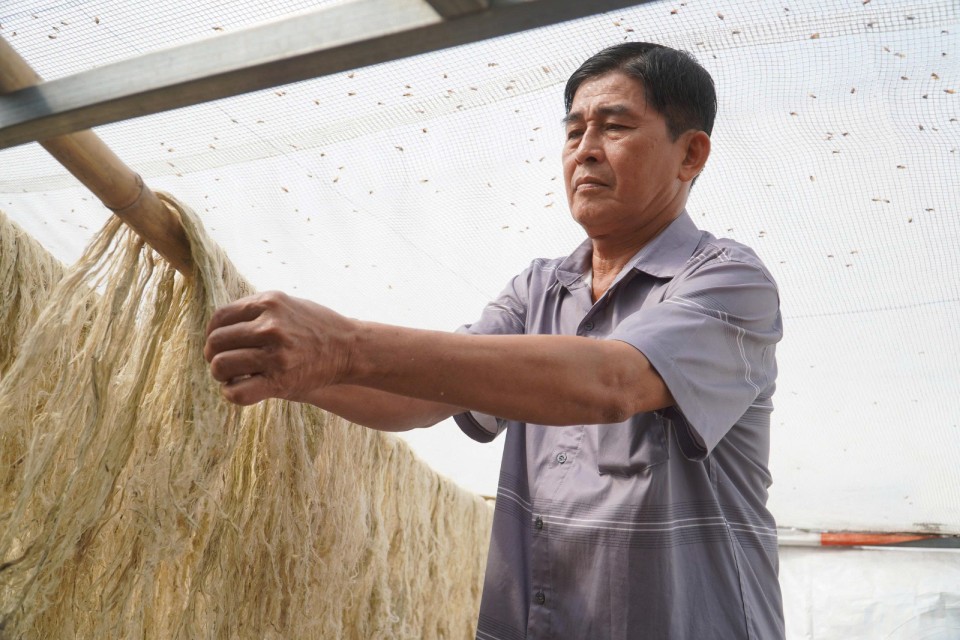 Ông Phạm Văn Nương - Quản lý HTX Cần Thơ Farm kiểm tra lại những sợi lá khóm. Ảnh: Tạ Quang