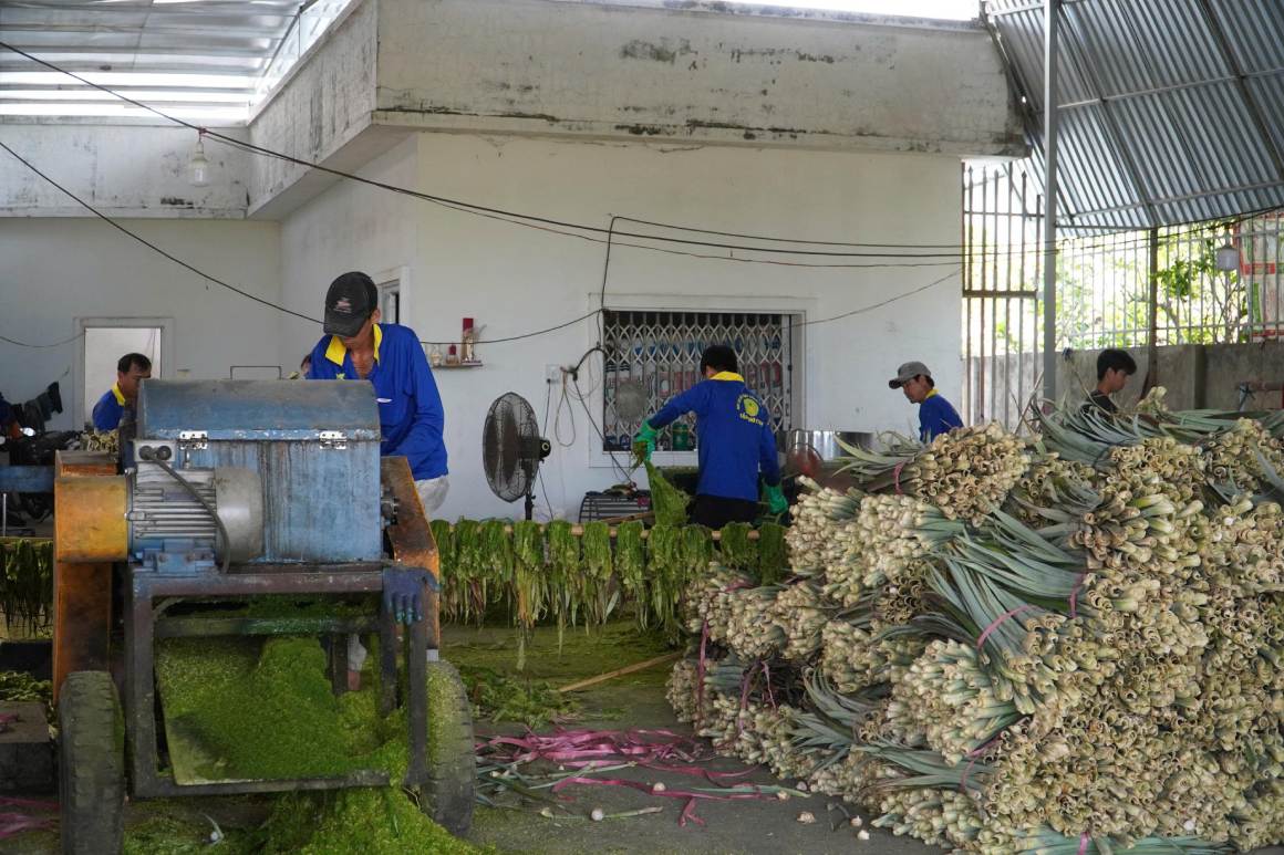 Các công nhân thực hiện công đoạn đưa lá vào trong máy. Ảnh: Tạ Quang