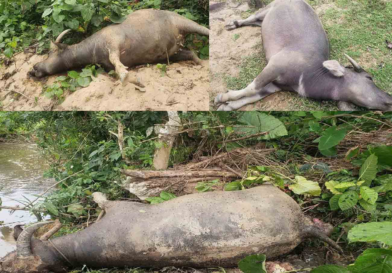 Son Kim 2 commune authorities are clarifying the number of livestock of people who died in the forest. Photo: Hoang Anh