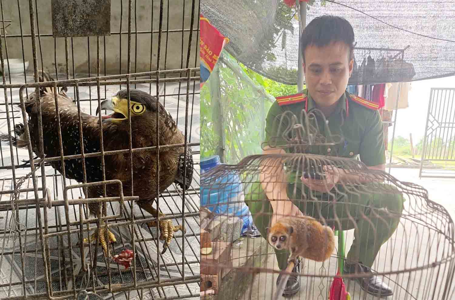 Two rare animal individuals that people handed over to functional forces to release back into nature. Photo: Thach Xuan Police