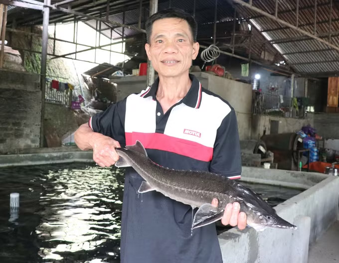 Mr. Ban Van Dang - a Dao ethnic person (Mao Phin village, Thanh Thuy commune, Tuyen Quang) - with his sturgeon farming model. Photo: Duc Tho/VNA