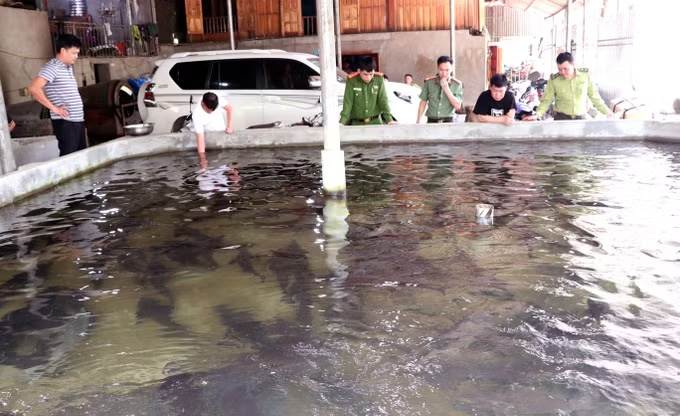   Cơ sở nuôi cá tầm của ông Bàn Văn Đằng, người dân tộc Dao (xã Thanh Thủy, Tuyên Quang). Ảnh: