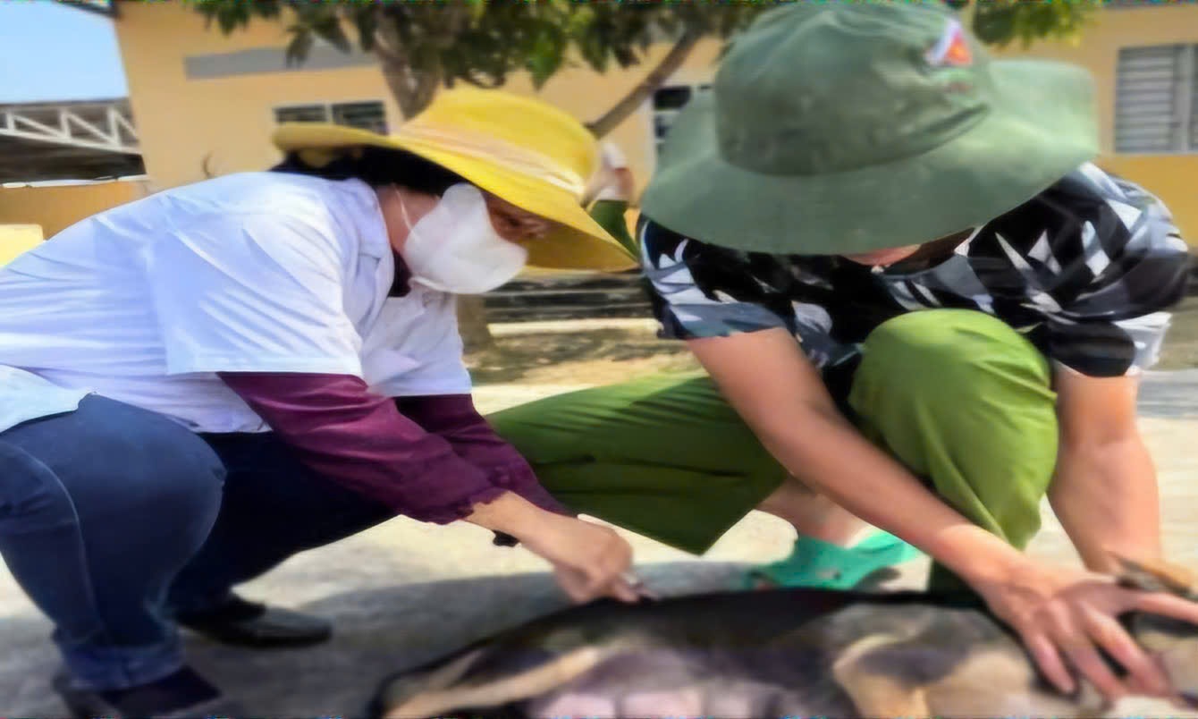 The veterinary sector focuses on vaccinating rabies prevention for livestock. Photo: Dieu Hien