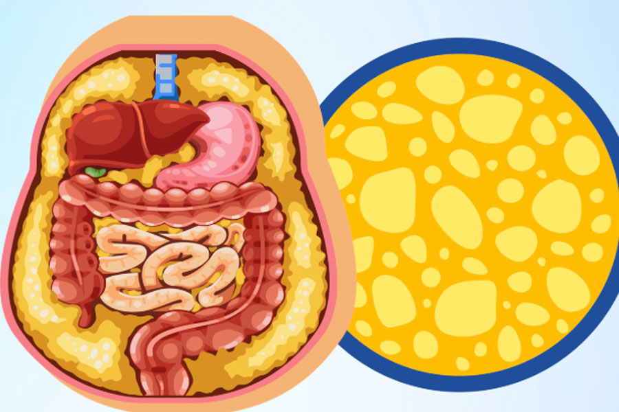 5 foods to help reduce visceral fat effectively