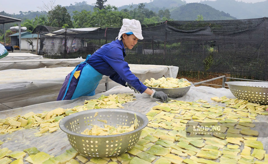 Chị nhài làm công nhân phơi măng tại Công ty TNHH Yamazaki Việt Nam.