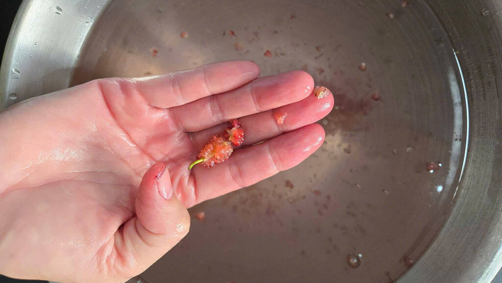 Chỉ với vài quả dâu xanh, kẽ móng và da tay bám màu tím sẫm sẽ được làm sạch nhanh chóng. Ảnh: Hoàng Thu