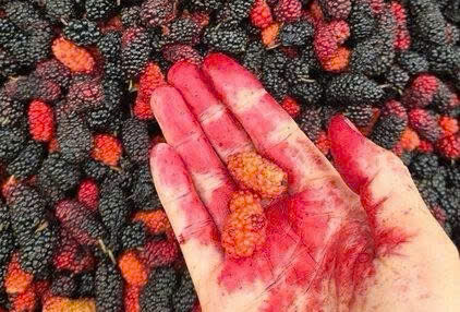 손에 뽕나무 색깔이 묻었을 때 주부들이 깨끗하게 지우는 데 도움이 되는 작은 팁. 사진: 호앙 투