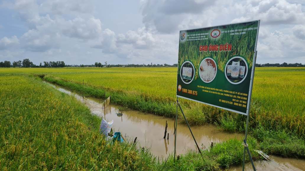 Clean rice fields make Ong Dien rice grains in Lang Tron ward, Ca Mau province. Photo: Nhat Ho.