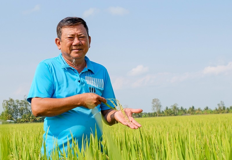 Lúa BL9 làm nên hạt gạo BL9 sẽ tham gia cuộc thi gạo ngon. Ảnh: Loan Phượng.