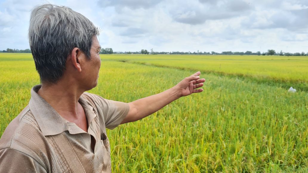 Trên cách đồng lúa sạch, phường Láng Tròn, Cà Mau.