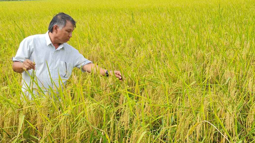 Lúa sạch làm nên hạt gạo ông Điền tại phường Láng Tròn, Cà Mau. Ảnh: Nhật Hồ.