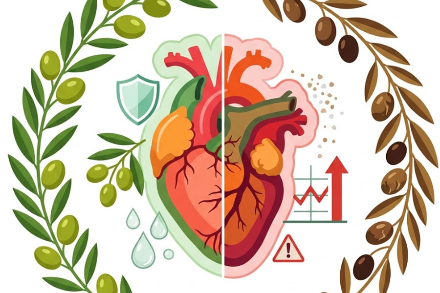 Olives are good for the heart but can be harmful if eaten a lot. Graphics: Thien Nhan