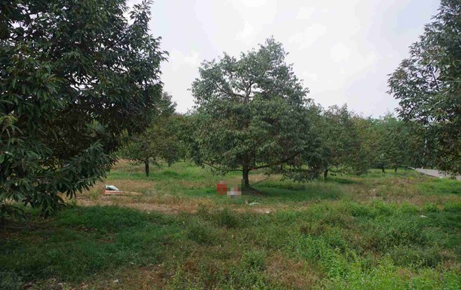 Làm rõ vụ người đàn ông tử vong tại vườn sầu riêng ở Đồng Nai