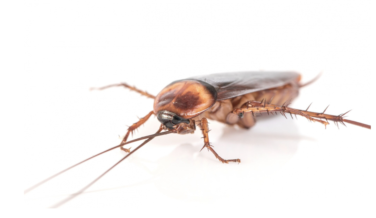 Cockroaches appearing in the bedroom cause obsession and insomnia. Photo: Thuy Duong