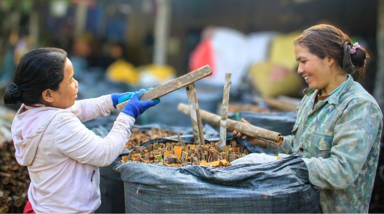 꽝응아이성 짜봉의 코르족 동포들이 계피 수확에 박차를 가하고 있습니다. 사진: 동지앙