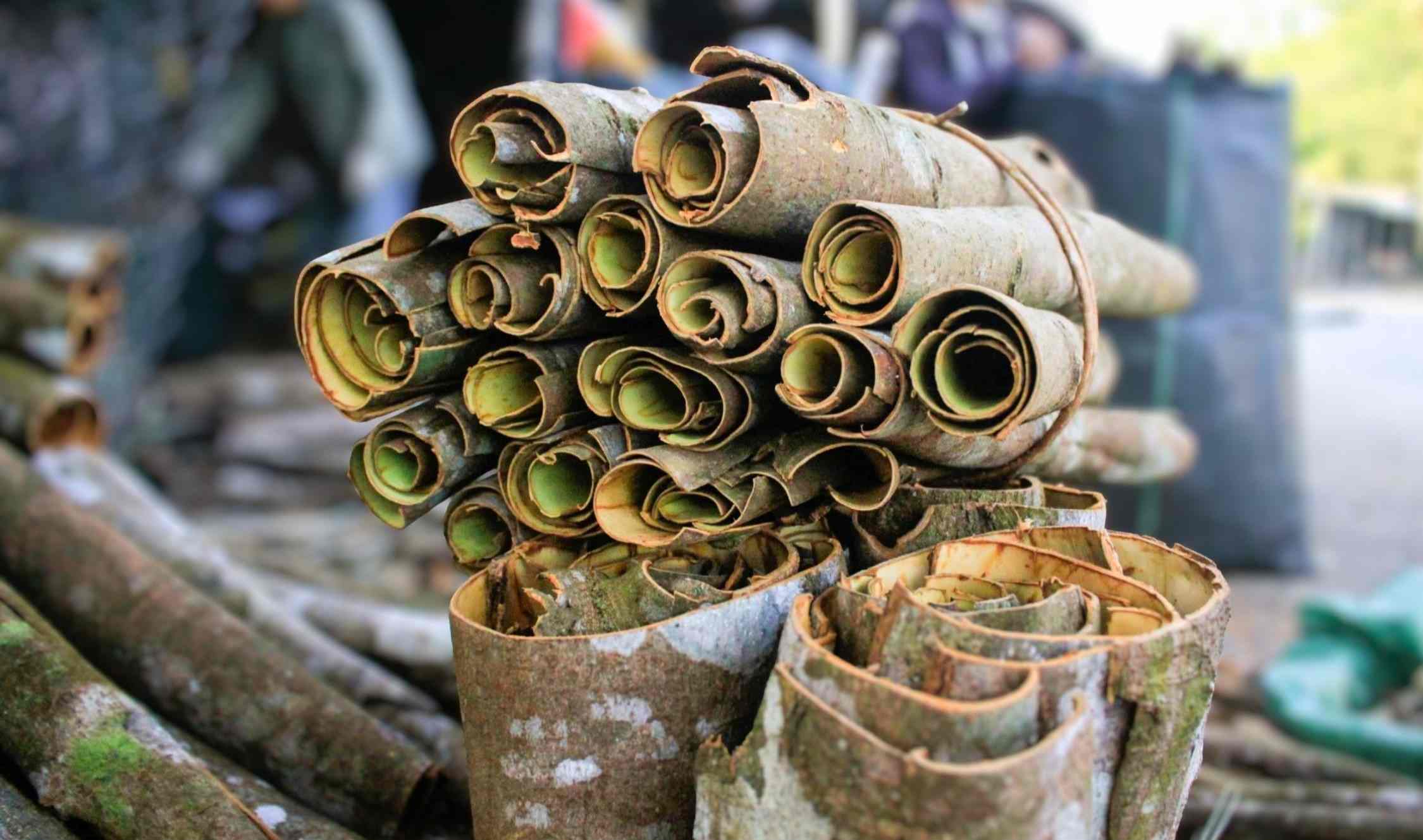 Sản phẩm quế Trà Bồng được thị trường đánh giá cao, vì có mùi hương đặc biệt, chứa lượng tinh dầu cao. Ảnh: Đông Giang