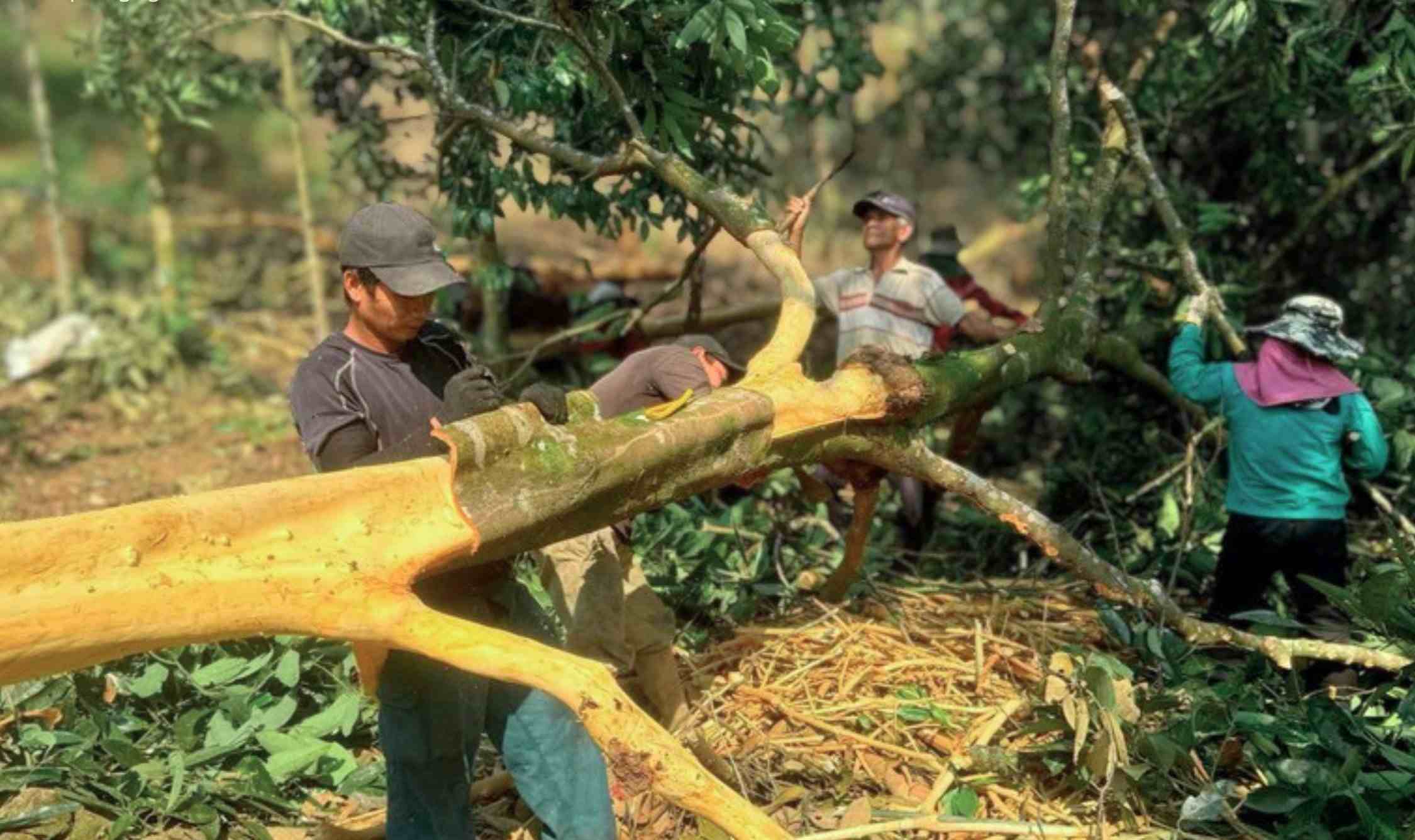 Quế là cây kinh tế chủ lực của hàng chục nghìn hộ dân ở Trà Bồng, tỉnh Quảng Ngãi. Ảnh: Đông Giang