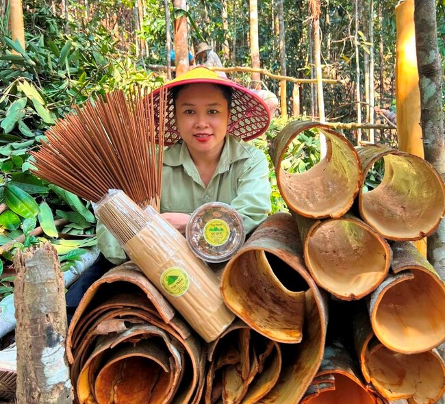 Thương lái vào rừng thu mua quế Trà Bồng về sản xuất nhang sạch. Ảnh: Trang Thúy.